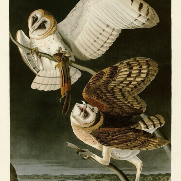 Large Barn Owl J.J. Audubon Print on Canvas Plate CLXXL Authentic Repro